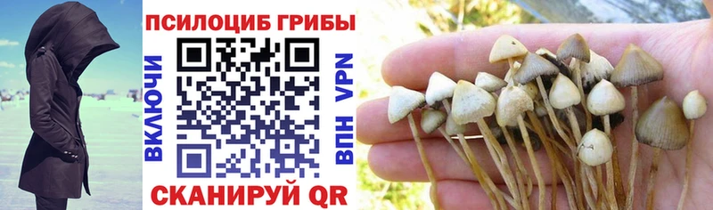 кракен как зайти  Мценск  Галлюциногенные грибы Cubensis 